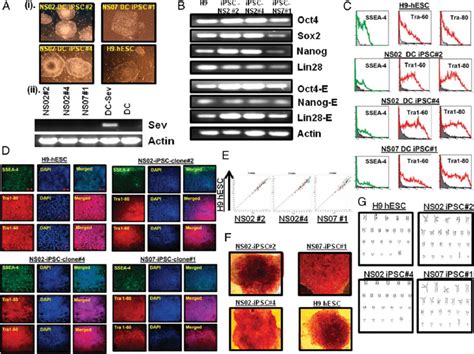 Generation And Characterization Of IPSC Lines From Human Peripheral