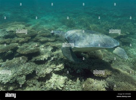 Australian Flatback Sea Turtle Natator Depressus Swims Over Coral