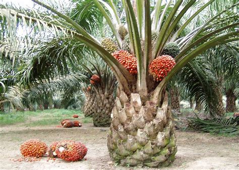 Mengenal Penyakit Pucuk Busuk Yang Menyerang Tanaman Kelapa Sawit