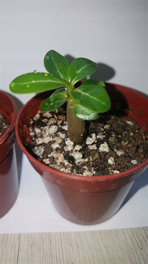 R A Pustyni Adenium Obesum Sadzonka Oficjalne