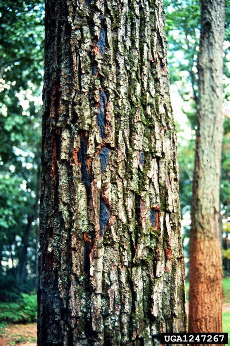 Hypoxylon Canker Of Oak Biscogniauxia Atropunctata Atropunctata