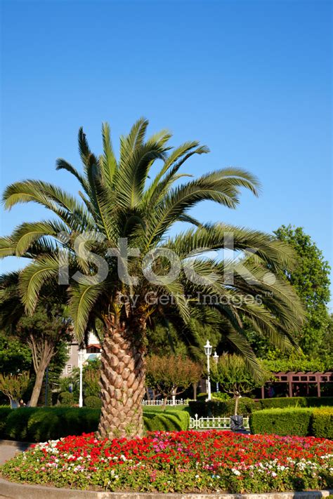 Palm Tree In Sultanahmet Park Istanbul Turkey Stock Photo Royalty