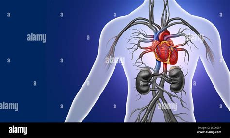 Cuore Anatomia Immagini E Fotos Stock Alamy