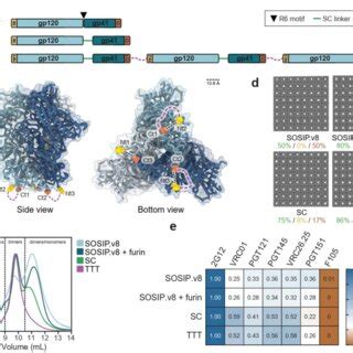 Design And Biophysical Characterization Of A Triple Tandem Trimer Env