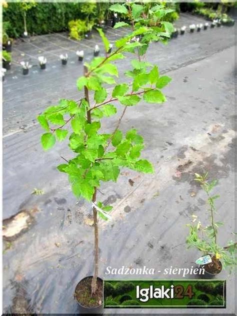 Prunus Domestica Cacanska Najbolia Śliwa Domowa Cacanska Najbolia