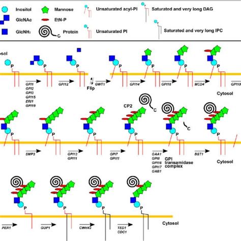 Pdf Potential Physiological Relevance Of Erad To The Biosynthesis Of