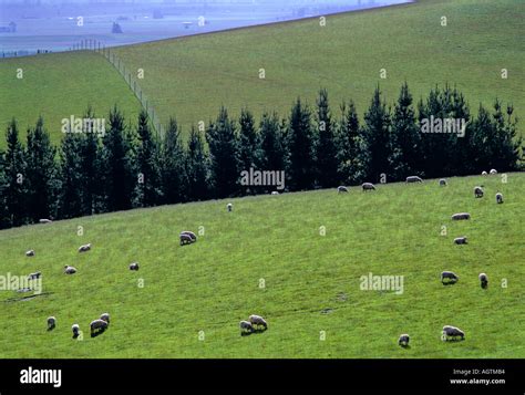 Fairlie Sheep Hi Res Stock Photography And Images Alamy