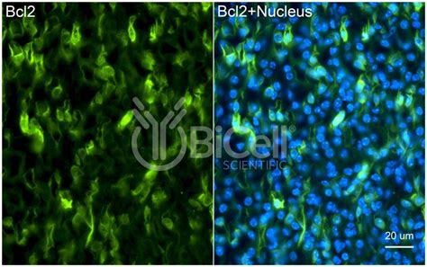 bcl antibody bicell scientific