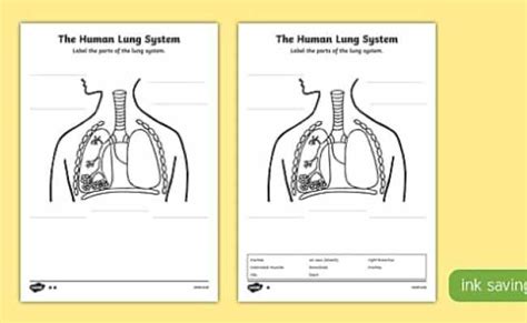 Lung Diagram Labelling Activity Primary Resources Twinkl Otosection