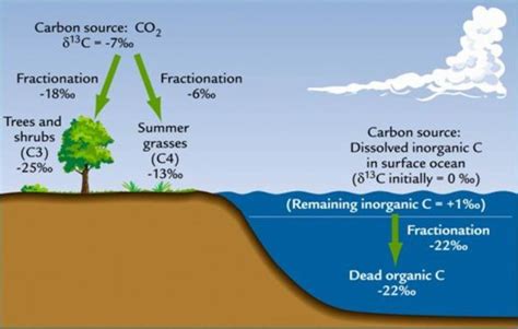 Photosynthesis And Carbon Isotopes Fractionation Photosynthesis In