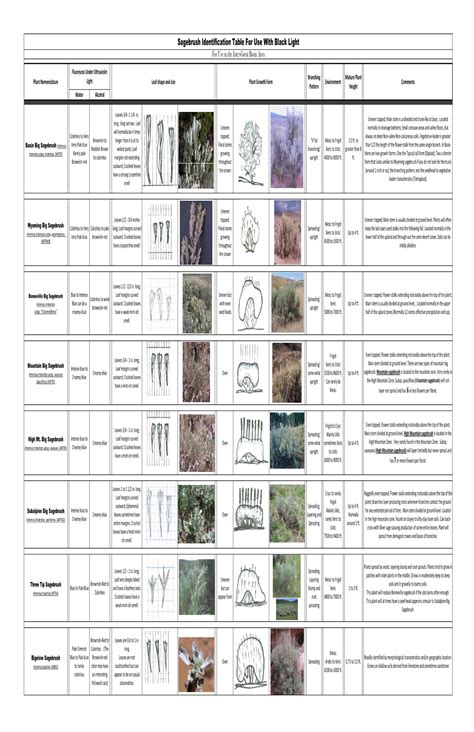 Sagebrush Identification Guide - DocsLib