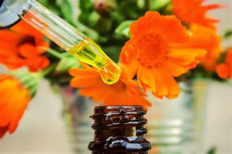 How To Make Calendula Oil A Homemade Calendula Oil Recipe