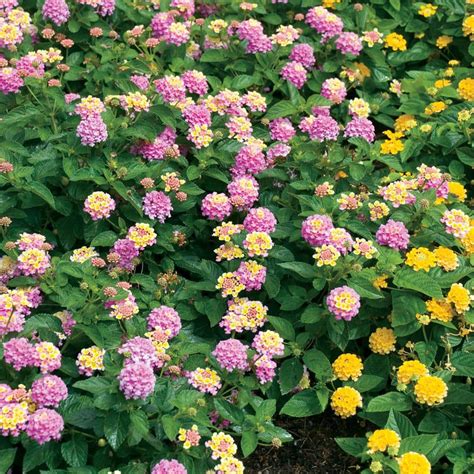 Vigoro Gal Pink Lantana Hanging Basket Plant The Home Depot