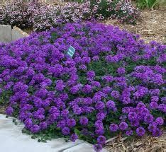 Verbena Canadensis Homestead Purple Verbena