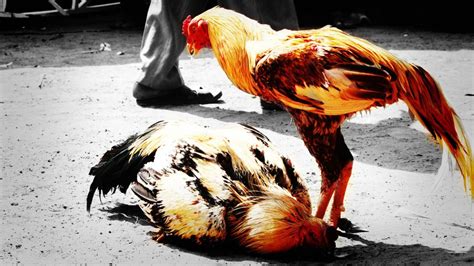 4 Common Fighting Rooster Injuries After a Cockfight - Cockfighting Bets