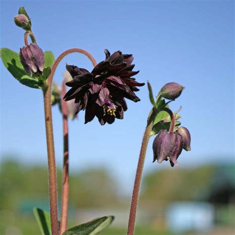 Aquilegia Vulgaris Black Barlow Columbine Rare Roots