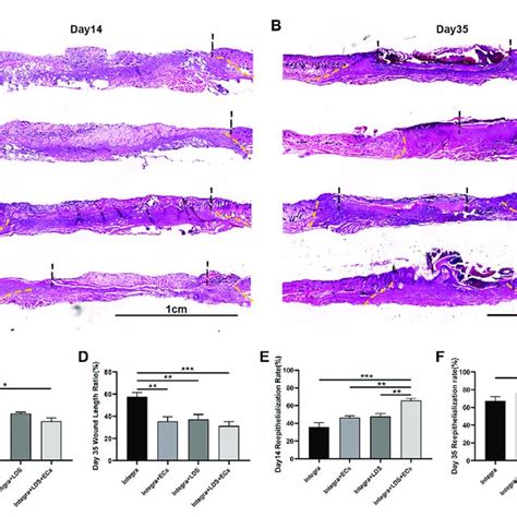 Histological Evaluation Of Wound Regeneration At Day 14 And Day 35