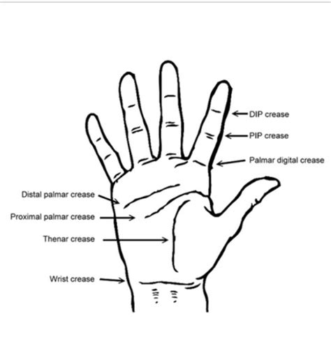 Biomechanics Exam Flashcards Quizlet