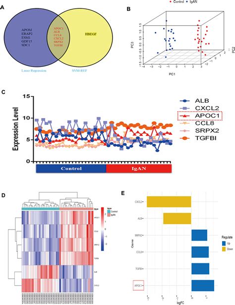 Frontiers APOC1 Exacerbates Renal Fibrosis Through The Activation Of