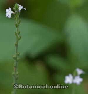 Usos De La Verbena Botanical Online