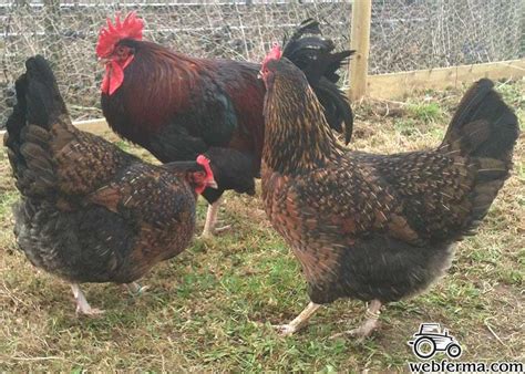 Корниш (Cornish) - карточка в Каталоге