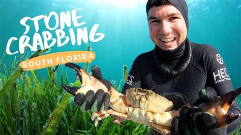 Diving For Stone Crabs South Florida Catch And Cook Youtube