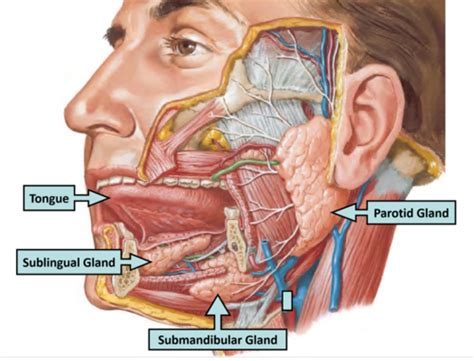 Histo Lecture 31 Tongue Salivary Glands Flashcards Quizlet