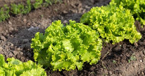 Ideas For Rising Batavian Lettuce Naturery Net