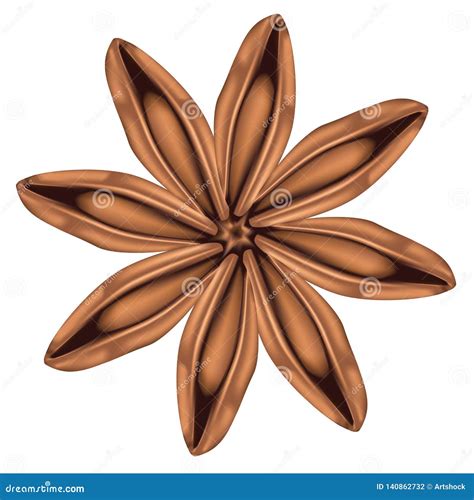 Star Of Anise Stock Vector Illustration Of Aniseed