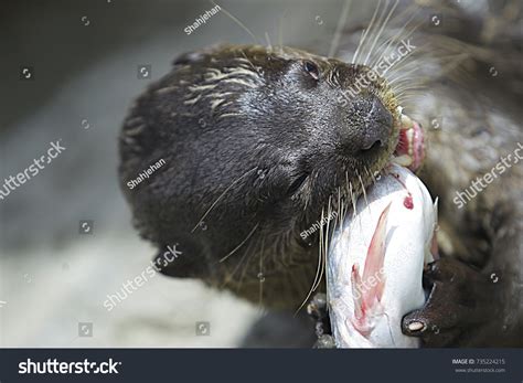 11 Do Beavers Eat Fish Aliaaalaiyah