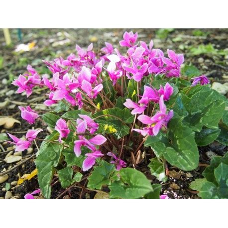 Cyclamen Hederifolium Silver Purple Strain P Piniere Brochet Lanvin