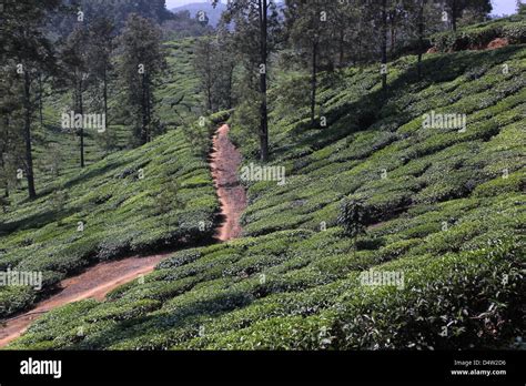 Tea Plantation In Wayanad South India Stock Photo Alamy