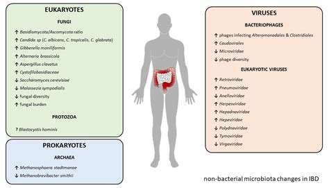 Ijms Free Full Text Gut Microbiota Beyond Bacteria—mycobiome