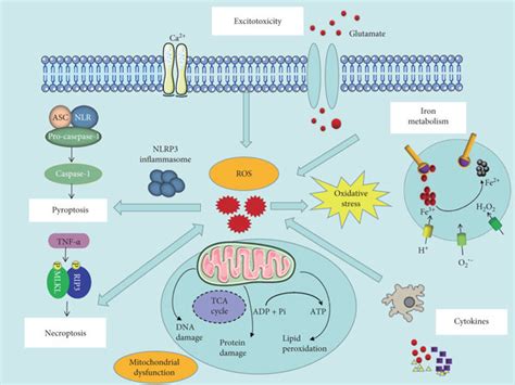 Schematic Diagram Of Common Pathological Mechanisms That Trigger