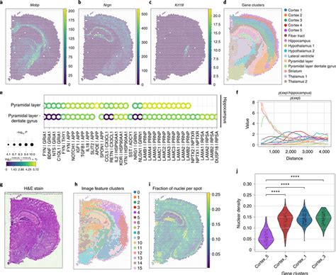 Analysis Of Mouse Brain Visium Dataset Using Squidpy A B Gene