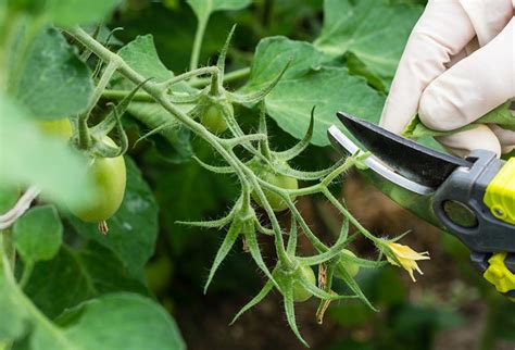 Nos Conseils Pour Un Bon Entretien Des Pieds De Tomates Coop Rative