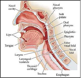 Vocal Tract Anatomy - Anatomical Charts & Posters