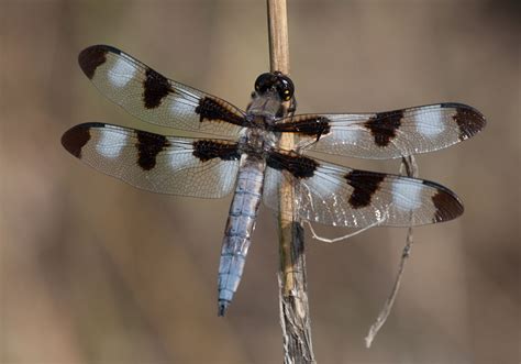 Dragonfly And Damselfly Life List