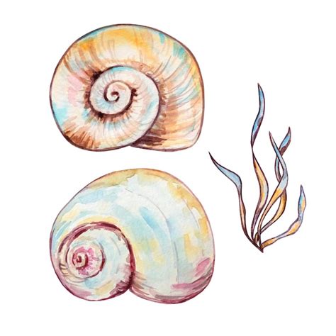 Premium Vector Watercolor Colorful Seashells Hand Drawn Illustration