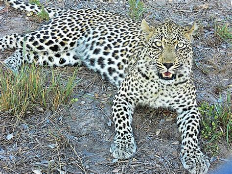 Leopard Smithsonian Photo Contest Smithsonian Magazine