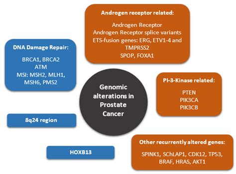 Genes Free Full Text The Genetic Complexity Of Prostate Cancer