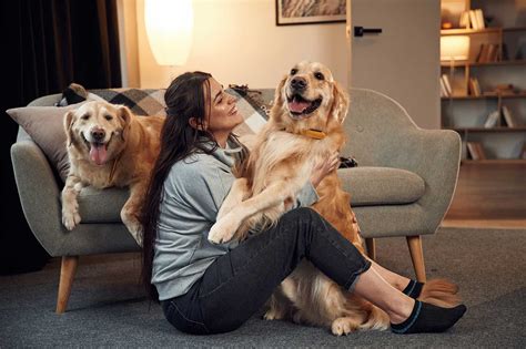 Razas De Perro Cari Osas Somos Muy Perros