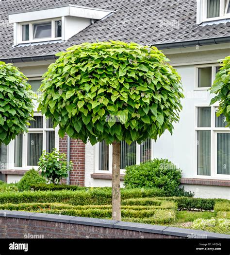 Gewoehnlicher Trompetenbaum Catalpa Bignonioides Nana Catalpa Stock