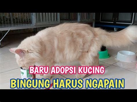 2 HAL PENTING UNTUK KAMU YANG BARU ADOPSI KUCING YouTube