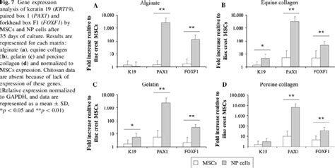 Gene Expression Analysis Of Keratin Krt Paired Box Pax And