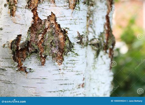 The Bark of a Silver Birch Tree Stock Photo - Image of trunk, backdrop ...