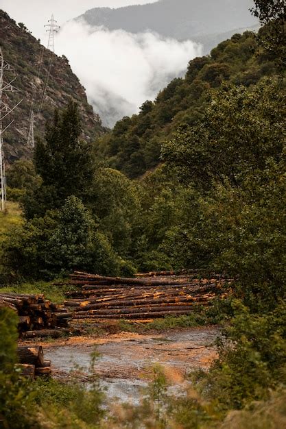 Bela paisagem de floresta montanhosa Foto Grátis