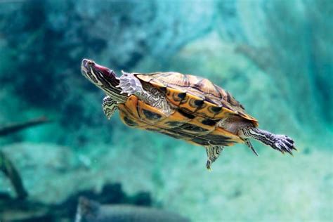 Aquatic Turtles, their Care and Needs - MYFRIENDLYPETS | Pets Care