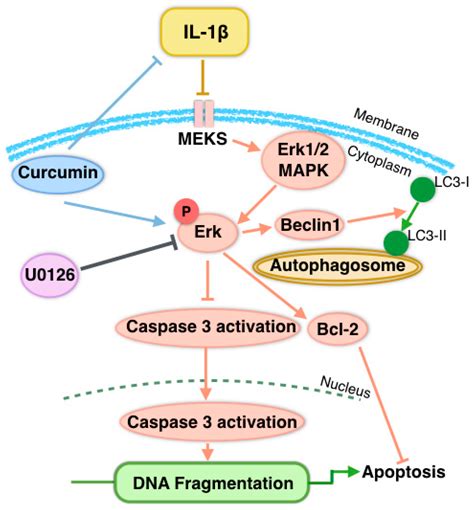 Nutrients Free Full Text Curcumin Inhibits Apoptosis Of