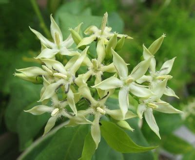 Купить табернемонтану, тифонодорум, тунбергию и др | EXOTIC PLANT ...